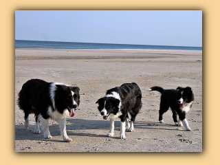 Hunde am Strand (1).jpg